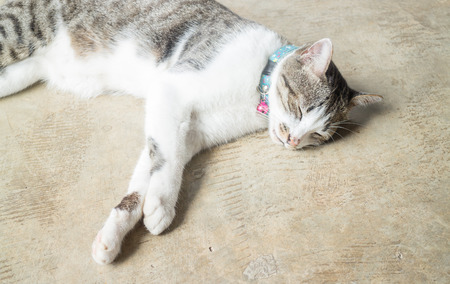 Siamese cat lying down leisure at homeの写真素材