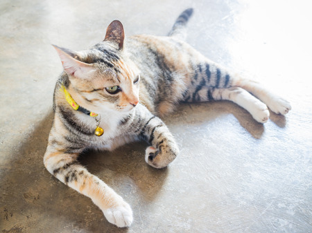 Siamese cat lying down leisure at homeの写真素材
