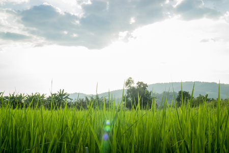 Rural rice field green grass, stock photoの写真素材