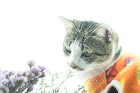 Cute siamese cat in the clothes on white backgroundの写真素材