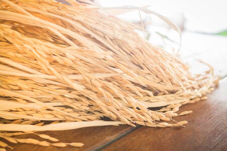 Paddy jasmine rice on wooden table, stock photoの写真素材
