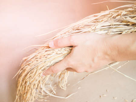 Hand holding paddy rice grain, stock photoの写真素材