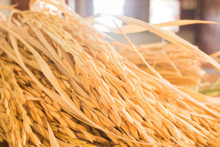 Paddy jasmine rice plant in detail, stock photoの写真素材