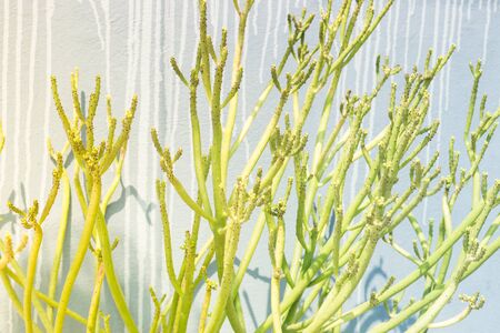 Various cactus plants with vintage filter, stock photoの写真素材
