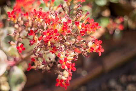 Kalanchoe flowering plant in home garden, stock photo