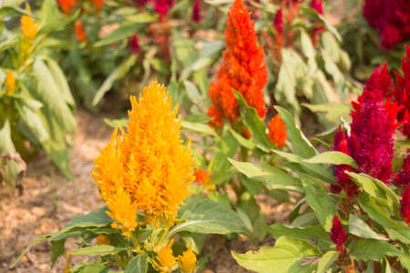 Minimal colorful plant decorated public garden, stock photo
