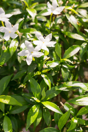 Group of white flower in garden, stock photoの写真素材