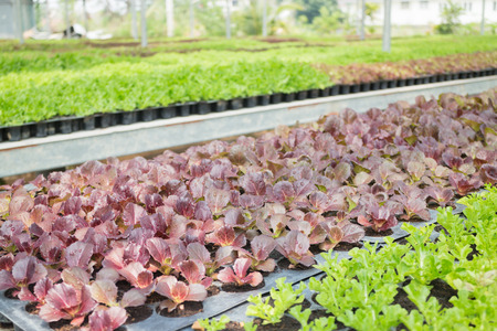 Organic vegetable growing in farm, stock photoの写真素材