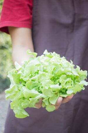 Hand on group of salad vegetable, stock photoの写真素材