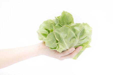 Hand on group of salad vegetable on white background, stock photoの写真素材
