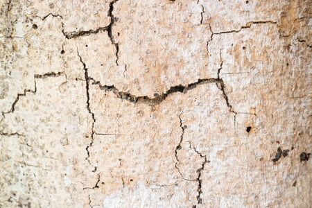 Classic old wooden texture background, stock photo
