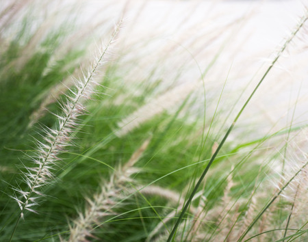 grass flower background in nature, stock photoの写真素材