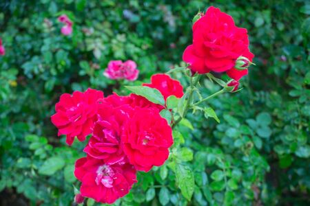 Red roses bush in the garden, stock photo