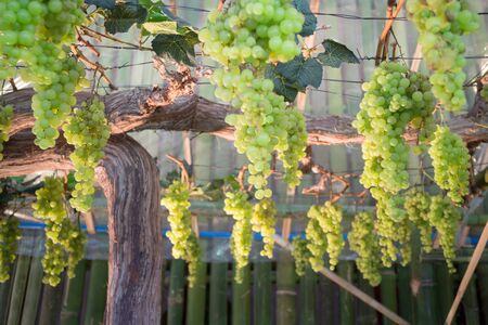Green grapes hanging on tree display in food festival, stock photoの写真素材