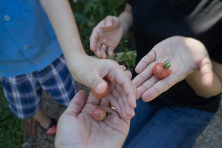Student boy sharing hand of tomato, stock photoの写真素材