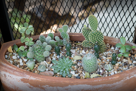 Vertical garden cactus plant pot in summer, stock photoの写真素材