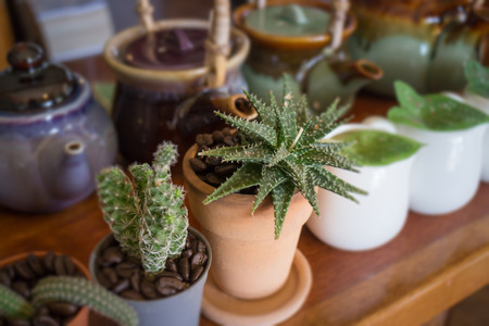 Group Of Little Variety Cactus, stock photoの写真素材