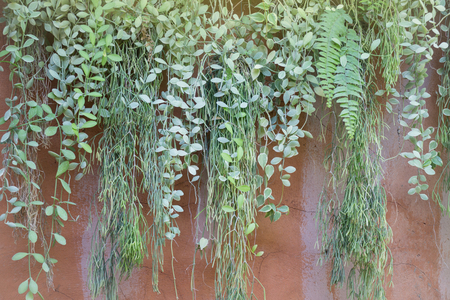 Hanging Green Plant Pot From Roof, stock photoの写真素材
