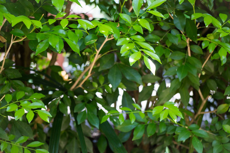 Green Lotus Leaf In Summer Day, stock photo