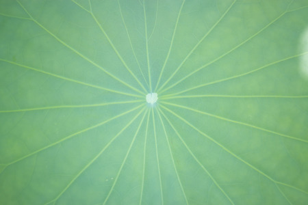 Green Lotus Leaf In Summer Day, stock photoの写真素材