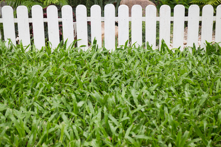 Beautiful green garden at home, stock photoの写真素材