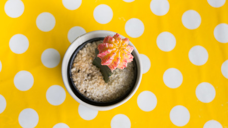 Cactus in pot on yellow dot table, stock photo