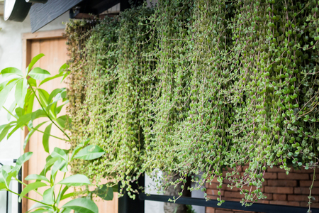 Green leaves plants of vertical garden, stock photoの写真素材