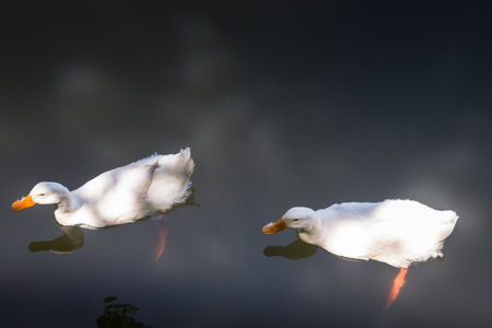 Double geese swimming in lake, stock photoの写真素材