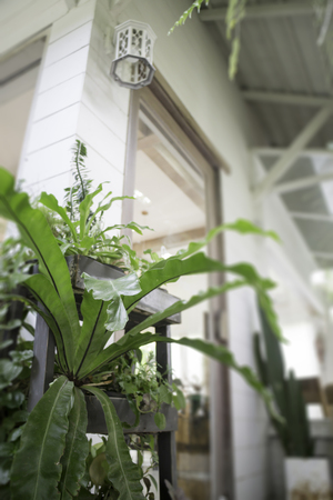 Green plant decorated on shop door, stock photoの写真素材