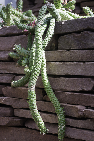Group of succulents and cactus growing, stock photoの写真素材