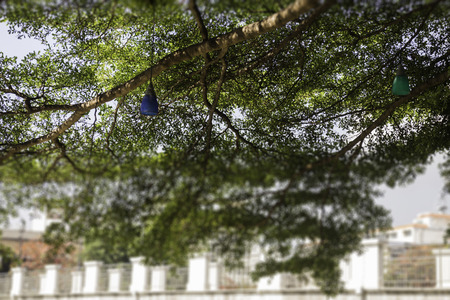 Decorative outdoor light hanging on tree, stock photoの写真素材
