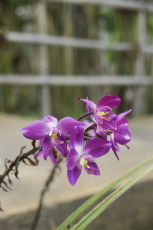 Wild orchid flower plant in nature, stock photoの写真素材