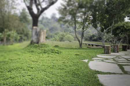 Nice fresh green bush leaves, stock photoの写真素材