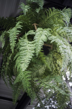Green leaves plant decorated in the shop, stock photoの写真素材