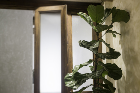 Indoor plant in bright living room, stock photoの写真素材