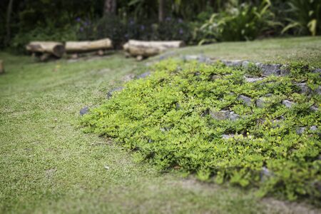 Jungle green leaves in tropical garden, stock photo