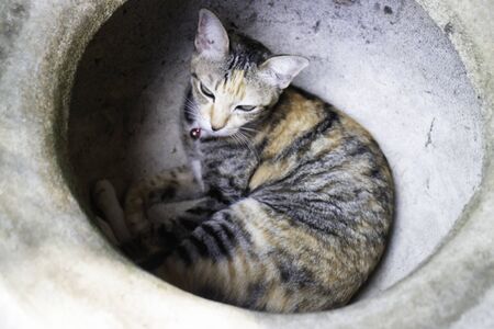 Lazy cute cat fell asleep in baked clay tree pot, stock photo