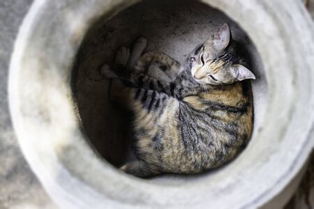 Lazy cute cat feel asleep in baked clay tree pot, stock photoの写真素材