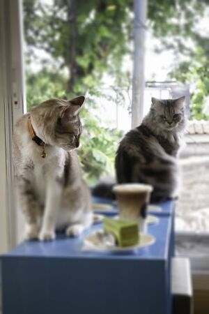 Domestic cat chilled in coffee shop, stock photoの写真素材