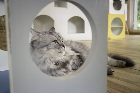 Domestic cat chilled in coffee shop, stock photoの写真素材