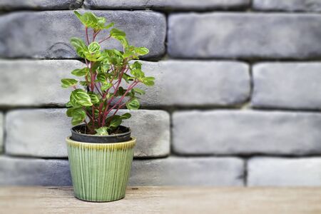 Mini green leaves plant pot, stock photo