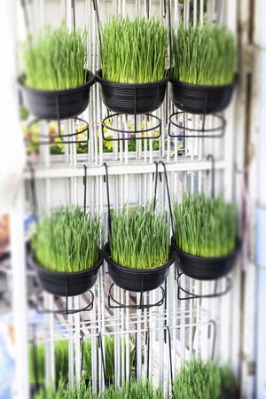 Green house decorated with plant pots, stock photo