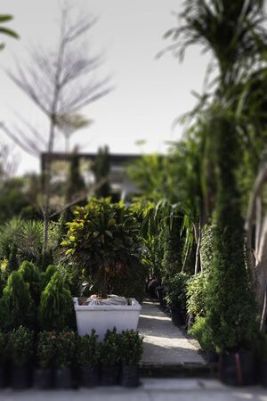 Green house decorated with plant pots, stock photoの写真素材