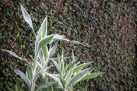 Fresh green leaves plant in garden, stock photoの写真素材