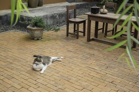 Domestic cat chilled in vintage garden, stock photoの写真素材
