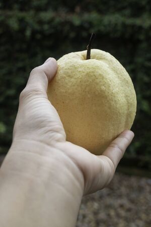 Single fresh asian whole pear, stock photoの写真素材