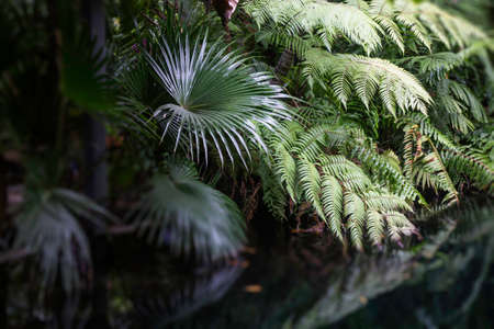 Green plants feel fresh surroundings, stock photo
