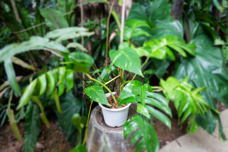 Green plants feel fresh surroundings, stock photoの写真素材