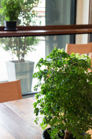 Cafe interior environment with green plant, stock photoの写真素材
