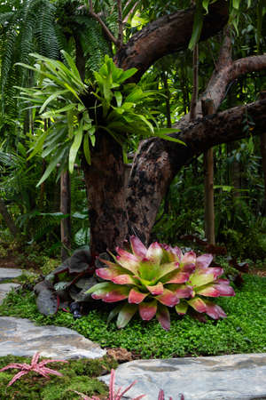 Green plants in tropical garden, stock photoの写真素材